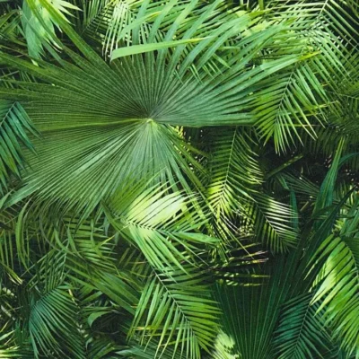 วอลเปเปอร์ลายใบไม้สีเขียวธรรมชาติ (Tropical) No.36200-1