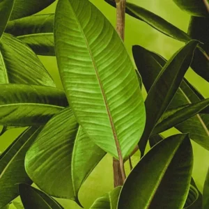 วอลเปเปอร์ลายใบไม้ สีเขียวตองธรรมชาติ No.36201-1